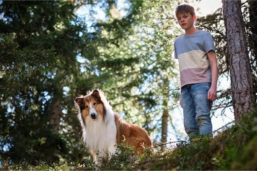 lassie