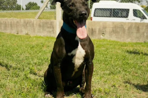 Robin: es un macho adulto de porte mediano cruza de pitbull, tiene muchísima energía. Requiere desgaste físico y paseos, sociable con las personas, no así con otros animales.