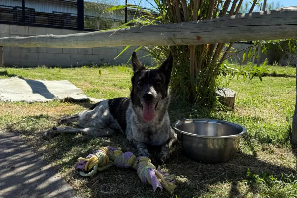 Moqui