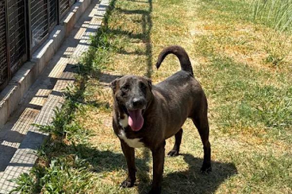 Oscar