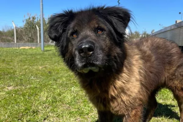 Oso