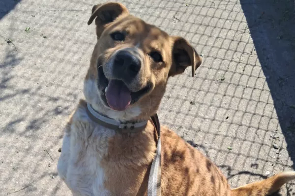 Mi Loco