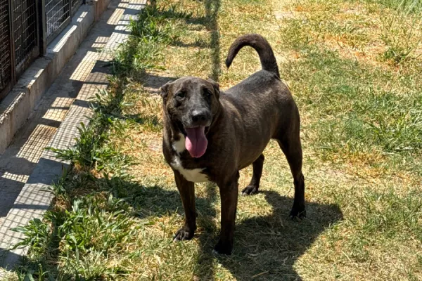 Oscar
