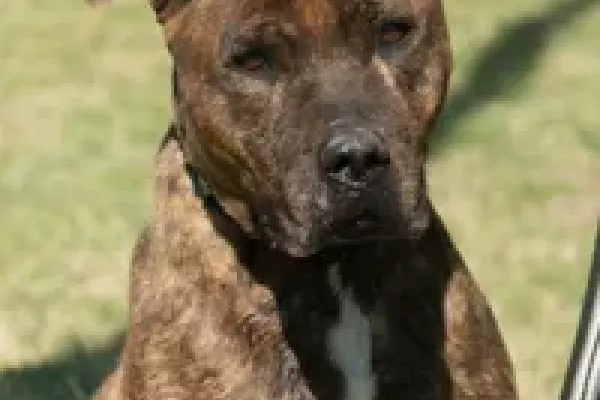 César