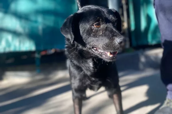 Baxter