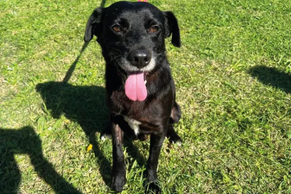 Vegeta