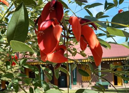 Miércoles botánicos en Estación Embarcaderos