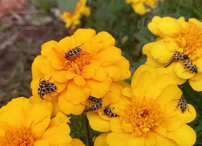 Viernes de insectos en Estación Embarcaderos