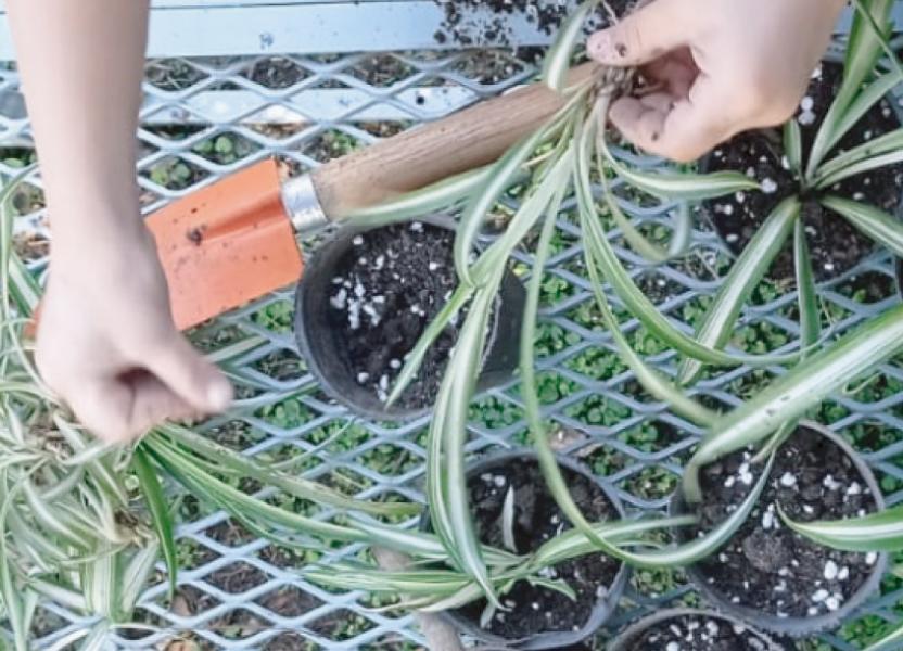 intercambiamos plantines en estación embarcaderos