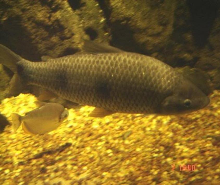 Peces del Paraná