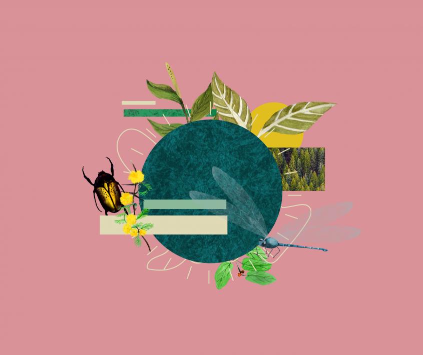 Naturaleza en movimiento. Taller de collage animado