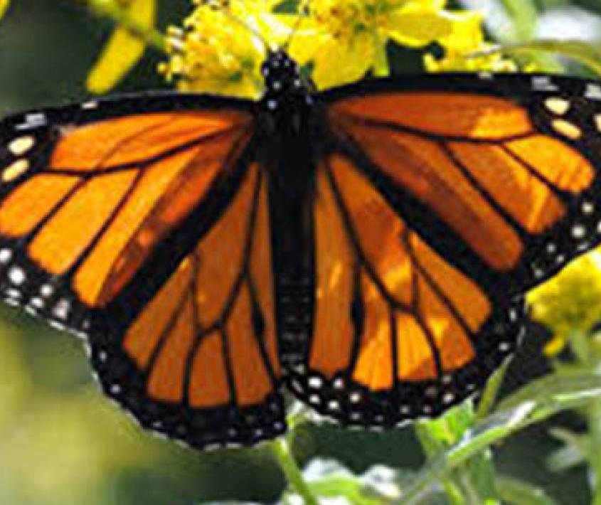 Llenar la ciudad de mariposas Monarca