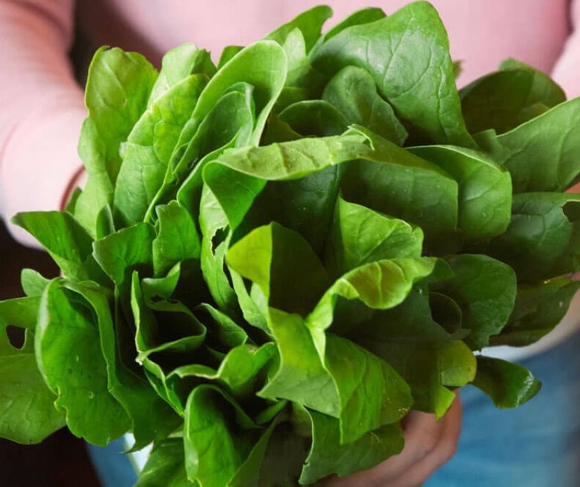 Bioinsumos para la producción hortícola y extensiva