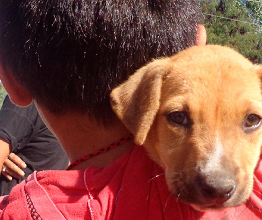 Móvil de Salud Animal en el CMD Oeste